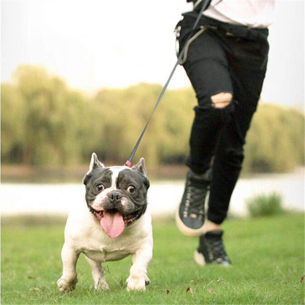 Retractable Dog Leash by Express Essentials